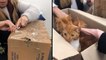 Nearly A Dozen Cats Rescued After Being Abandoned In Sealed Boxes