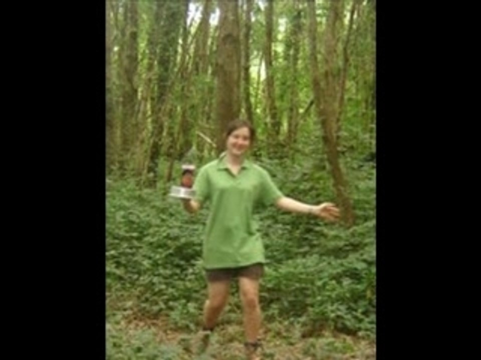 VIRE 2007
