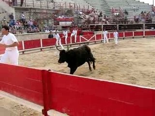 taureau, a la cocarde