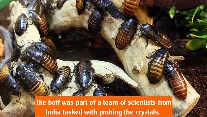 Cockroach MILK could be the next big superfood – but would you try it?