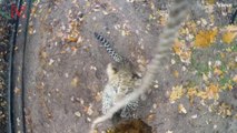 Awww! Check Out These Two Cute and Curious Leopard Cubs Playing At The Zoo