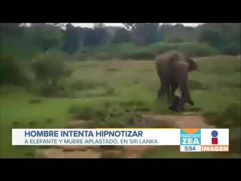Hombre muere aplastado por elefante (Imágenes fuertes) | Noticias con Zea