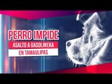 Perro impide asalto en gasolinera en Tamaulipas | Noticias con Francisco Zea