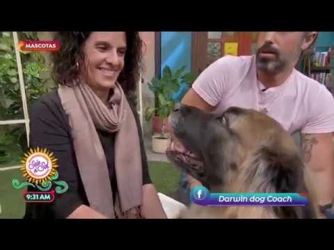 Perros grandes: cuidados, entrenamiento y alimentación | Sale el Sol