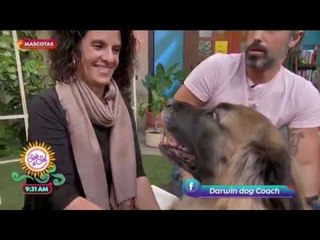Perros grandes: cuidados, entrenamiento y alimentación | Sale el Sol
