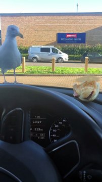 Cette mouette pique à travers le pare-brise pour manger le sandwich sur le tableau de bord de la voiture !