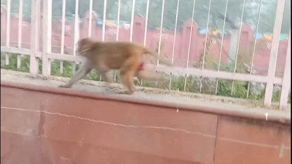 omg!   इतने सारे बंदर.