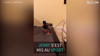 Voici Jerry, le canard qui surveille sa ligne