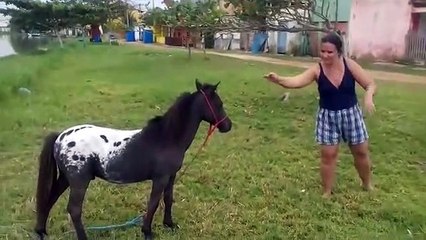 A mulher se assusta do cavalo pequeno ainda toma um tombo