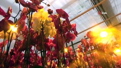 Yalova'da Kurulan Bu Tesis Hollanda’nın Gözünü Korkutuyor