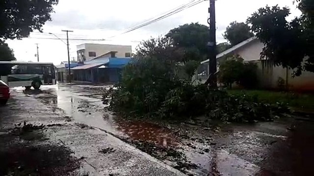 Galho de árvore interdita via no Bairro Paulo Godoy