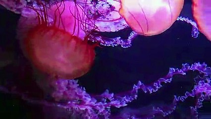 Nuevo medusario en París para sensibilizar sobre la salud de los