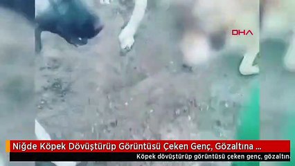 Niğde Köpek Dövüştürüp Görüntüsü Çeken Genç, Gözaltına Alındı