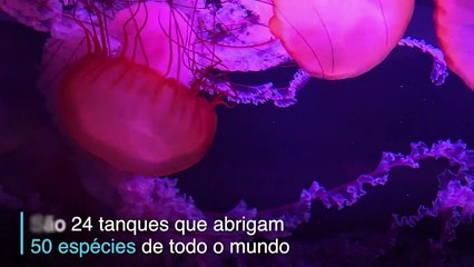 O charme das águas-vivas