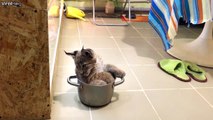 Ce bébé Lynx est pret à passer à la casserole