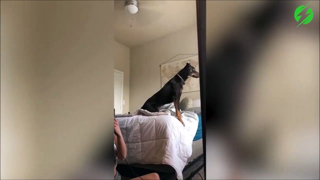 Ce chien aperçoit un écureuil en regardant par la fenêtre... FAIL