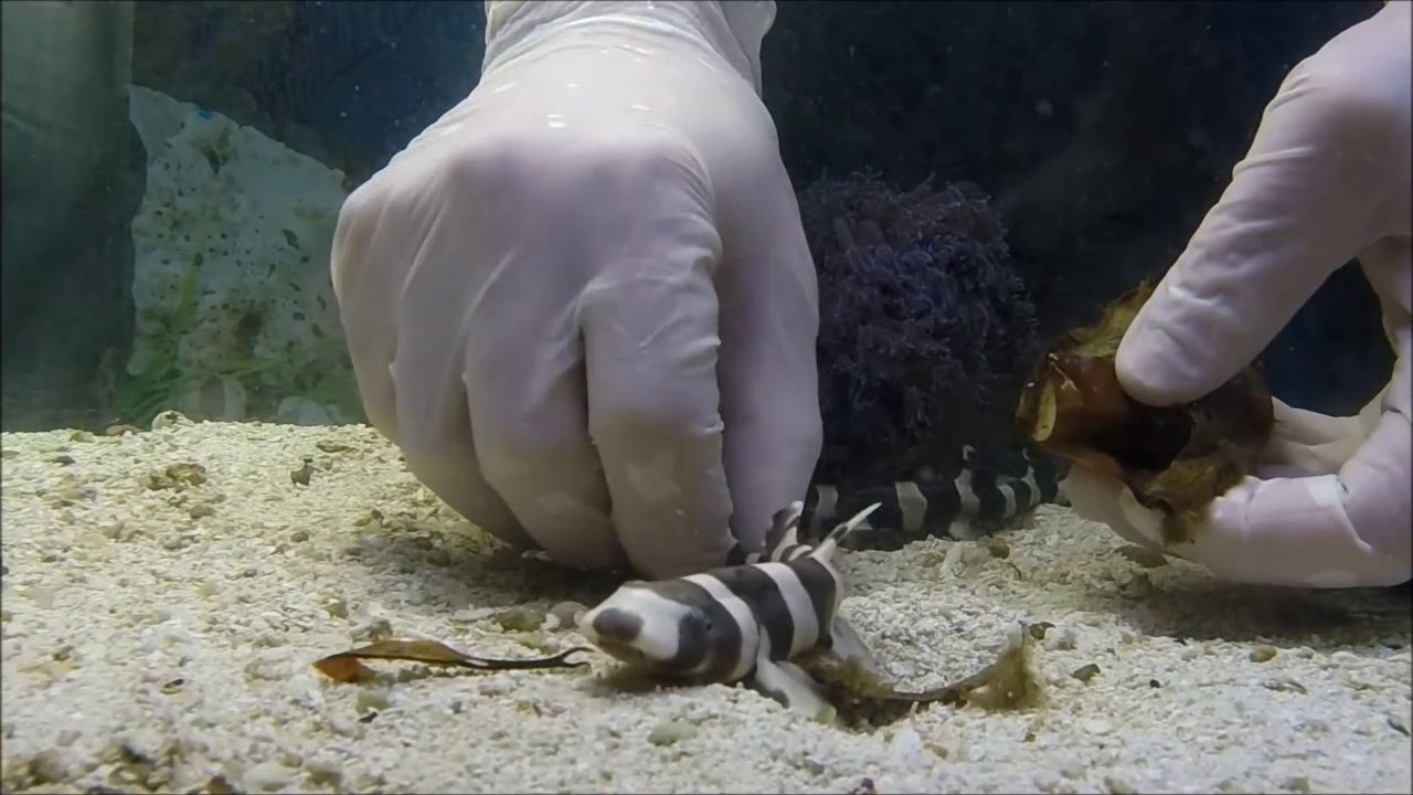Il filme la naissance d'un bébé requin qui sort de son oeuf
