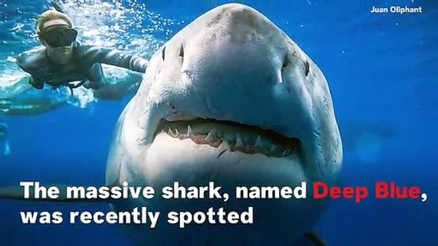 Massive Great White Shark 'Deep Blue' Spotted Off Hawaii Coast