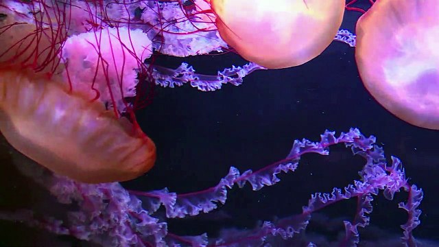 Sensibilizar sobre los océanos con un nuevo medusario parisino