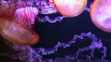 Sensibilizar sobre los océanos con un nuevo medusario parisino