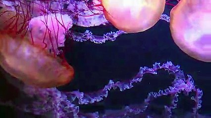 Sensibilizar sobre los océanos con un nuevo medusario parisino