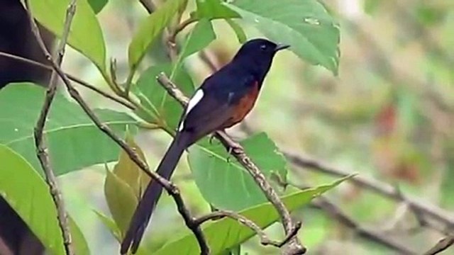 Pemilik Suara Seram Suara Burung Bubut Smotret Video Onlajn