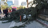 30 metrelik ağaç çocuk parkının üzerine devrildi