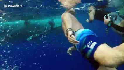 Deep Blue: divers swim with "world's biggest" great white shark