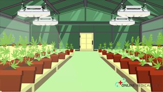 How lighting solutions are changing the future of cannabis cultivation
