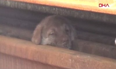 Rayların arasına sıkışan yavru köpekler, iş makinesi ile kurtarıldı