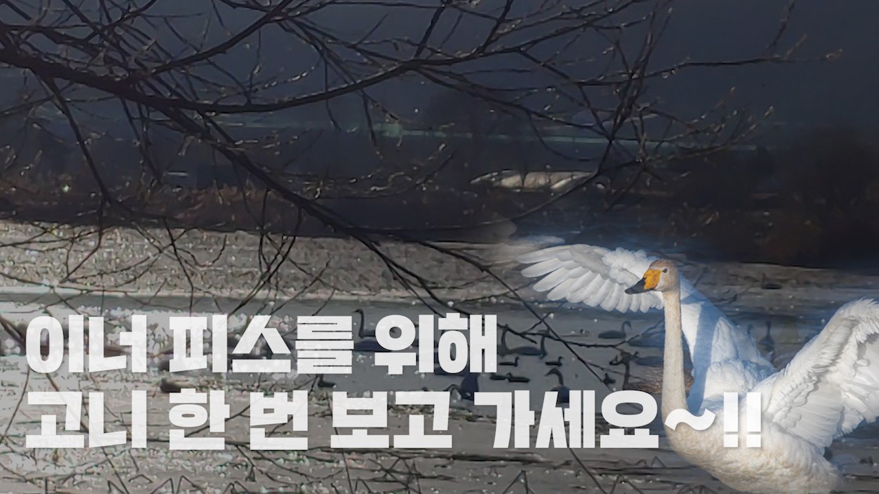 이너 피스를 위해 '고니' 한 번 보고 가세요! / YTN