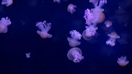 Un fascinant ballet de méduses en plein cœur de Paris