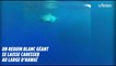 Des plongeurs nagent avec un requin blanc géant à Hawaï