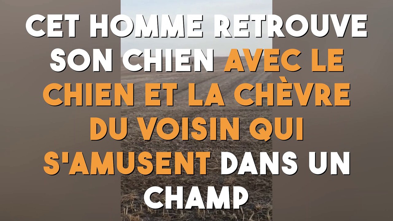 Il retrouve son chien avec le chien et la chèvre du voisin qui s'amusent dans un champ !