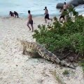 Ce crocodile surgit sur une plage et les touristes fuient !