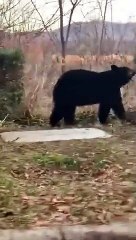 Ils croisent un énorme Ours en sortant du supermarché !