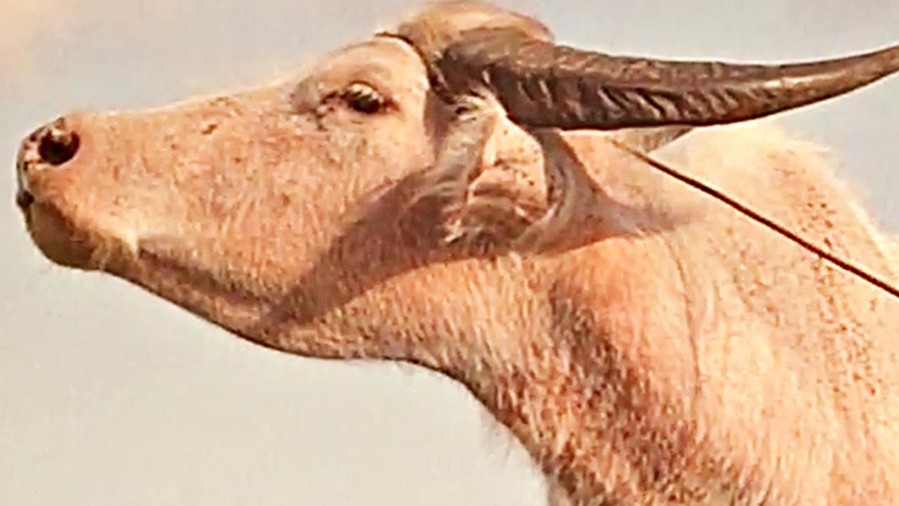 Perfumed Nightmare - Trailer (English)