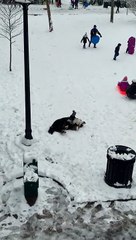 Un chien s'éclate dans la neige