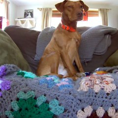 Que font le chat et le chien quand leur maitre n'est pas là