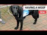 Emotional support dog to help victims during crime interviews | SWNS TV