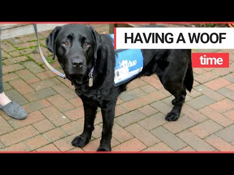 Emotional support dog to help victims during crime interviews | SWNS TV