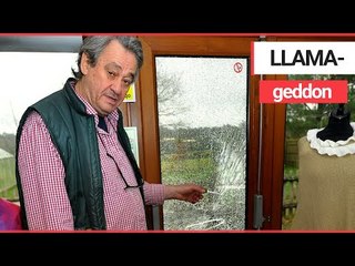 Farmer to install burglar alarm after vandals keep breaking into his animal park filled with LLAMAS