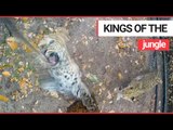Gorgeous leopard cubs playing with a video camera | SWNS TV