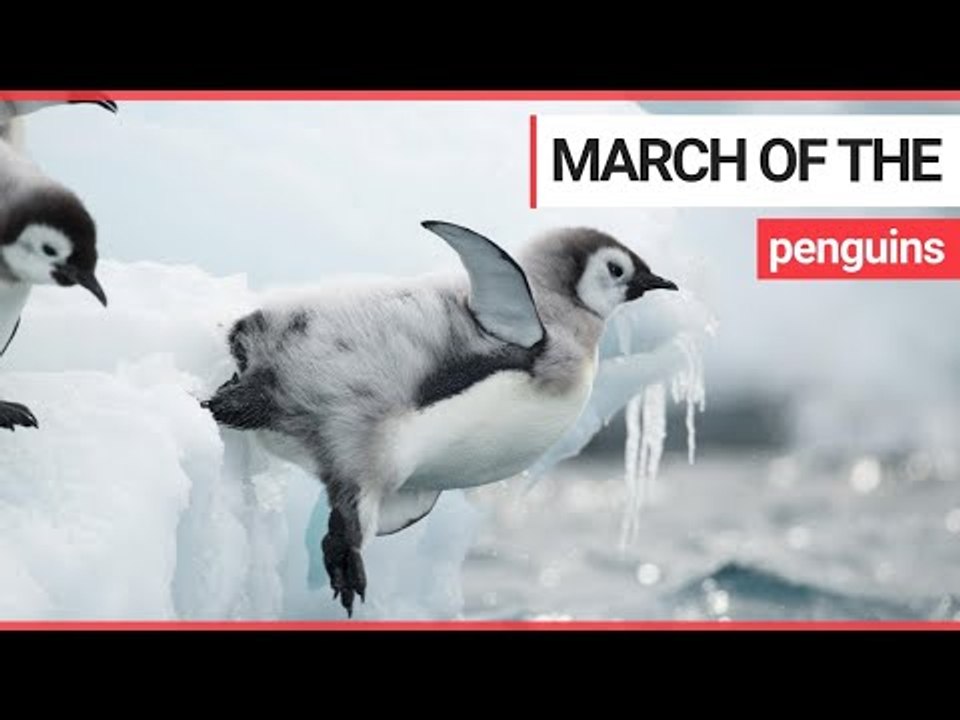 Early lives of Emperor penguins as they venture into the sea recorded for first time | SWNS TV