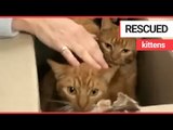 11 cats rescued after being left for dead in alleyway | SWNS TV
