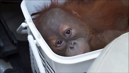 Touchant : comment Whatsapp a sauvé ces Orangs-outans d'un trafic