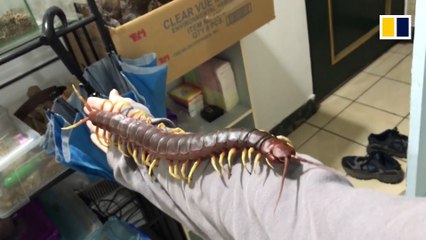 A creepy crawly pet