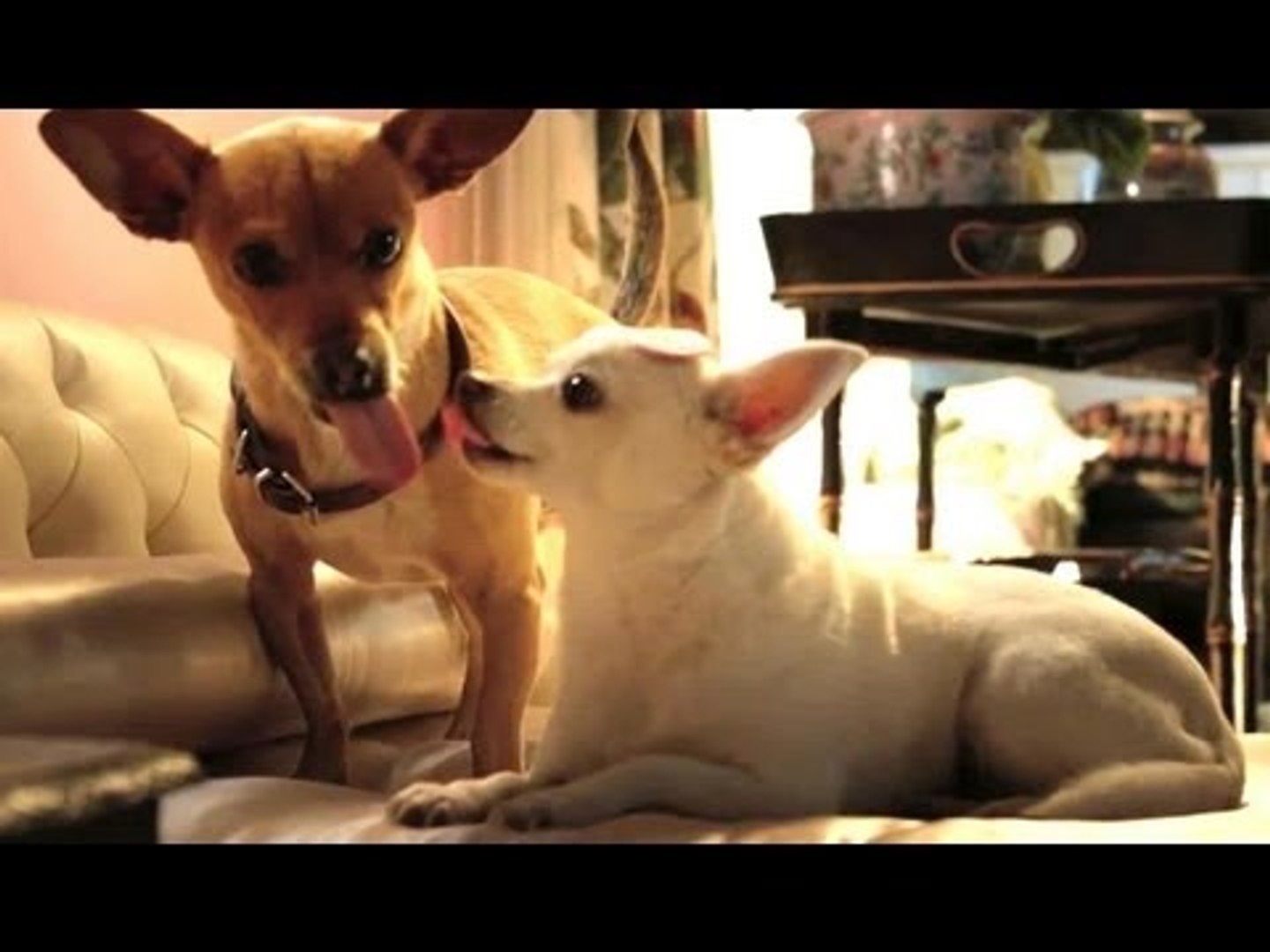 Beverly Hills Chihuahua 3 Trailer Video Dailymotion