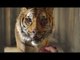 Life of Pi Movie Clip # 3 Meet the Tiger
