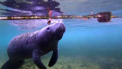 Sport Diver in the Field: Snorkeling With Manatees at Crystal River, Florida